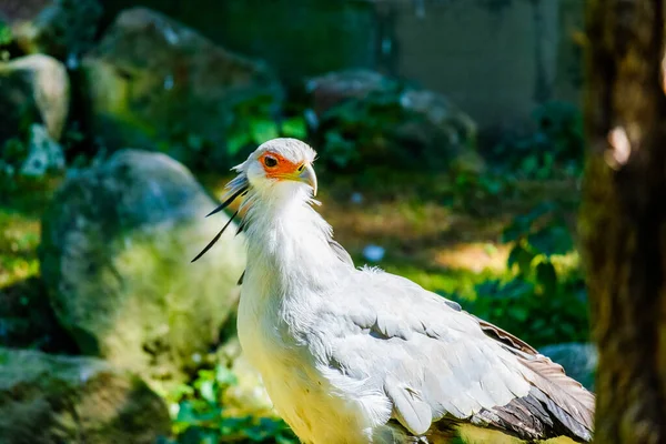 Sekreter Kuş Kafaya Yakın Çekim Yerel Hayvanat Bahçesinde Kuşlar — Stok fotoğraf