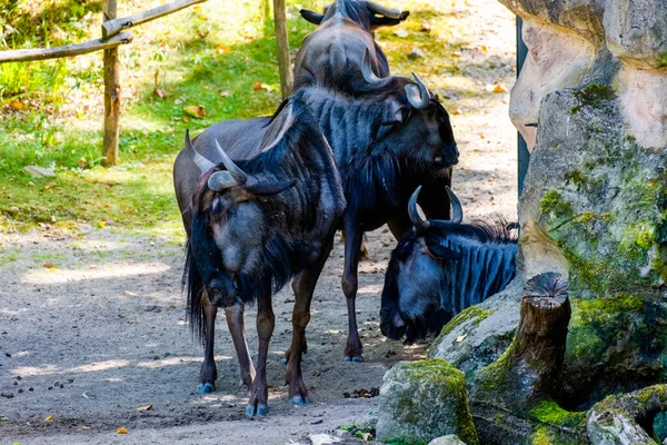 buffalos in local zoo. group of animals.