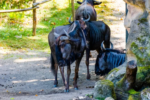 buffalos in local zoo. group of animals.