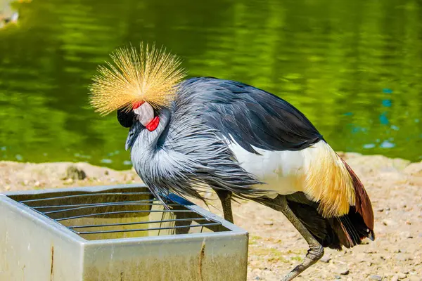 Yerel Hayvanat Bahçesinde Gri Taçlı Turna Kuşlar — Stok fotoğraf
