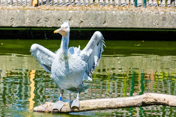 地元の動物園の湖のペリカヌス 水鳥は — ストック写真