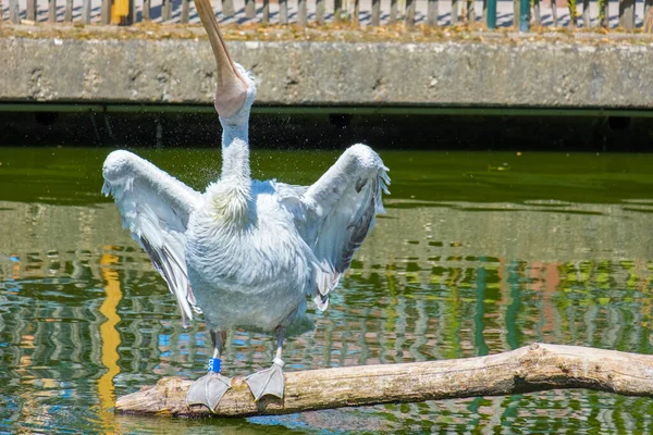 地元の動物園の湖のペリカヌス 水鳥は — ストック写真