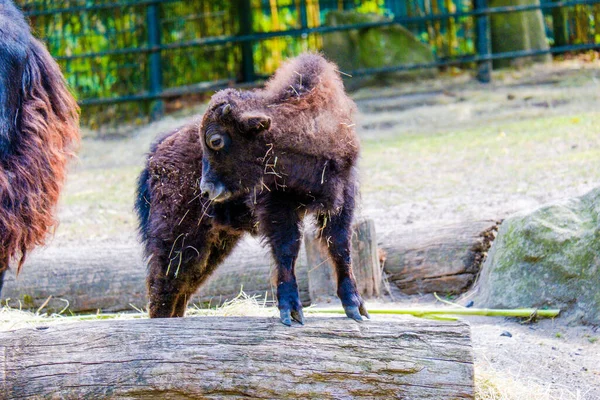 Bizon Bebek Yerel Hayvanat Bahçesinde Poz Veriyor — Stok fotoğraf