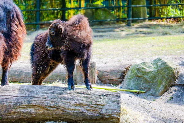 Bizon Bebek Yerel Hayvanat Bahçesinde Poz Veriyor — Stok fotoğraf