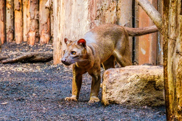 Fossa Της Μαδαγασκάρης Κοντινό Πορτραίτο Ζωολογικό Κήπο — Φωτογραφία Αρχείου