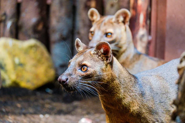 Madagaszkári Fossa Közelkép Állatkertben — Stock Fotó
