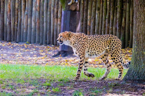 Leopardo Caminando Prado Verde Del Zoológico —  Fotos de Stock