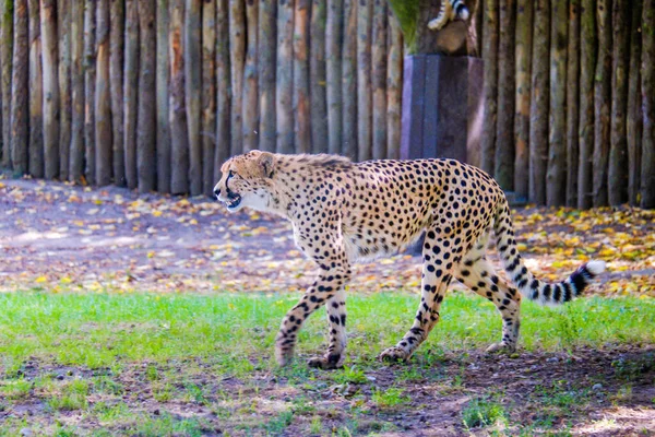 Leopardo Che Cammina Sul Prato Verde Allo Zoo — Foto Stock