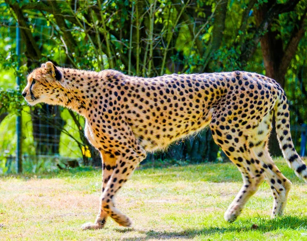 Leopardo Caminando Prado Verde Del Zoológico — Foto de Stock