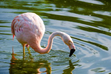 Parktaki suda tatlı pembe flamingolar