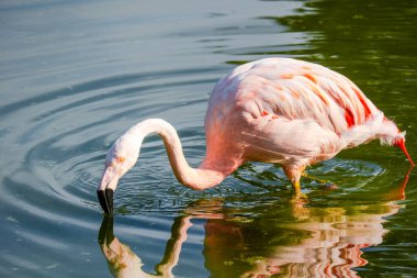 Parktaki suda tatlı pembe flamingolar