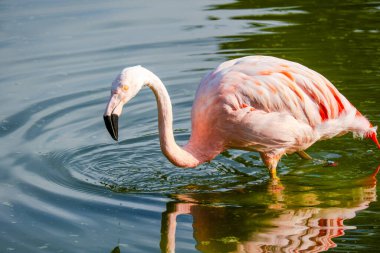 Parktaki suda tatlı pembe flamingolar