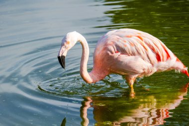 Parktaki suda tatlı pembe flamingolar