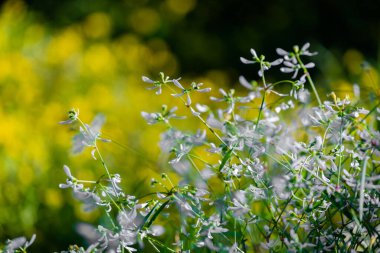 Yerel parktaki bahçede taze bahar çiçekleri.