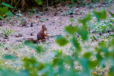 Parkta oynayan sevimli kırmızı sincap. hayvanlar.