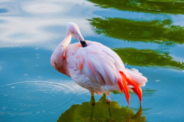 Parktaki suda tatlı pembe flamingolar