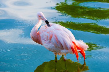 Parktaki suda tatlı pembe flamingolar