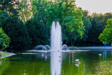 Parktaki suda tatlı pembe flamingolar