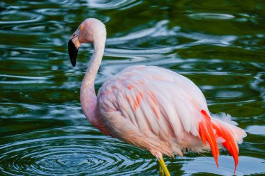 Parktaki suda tatlı pembe flamingolar