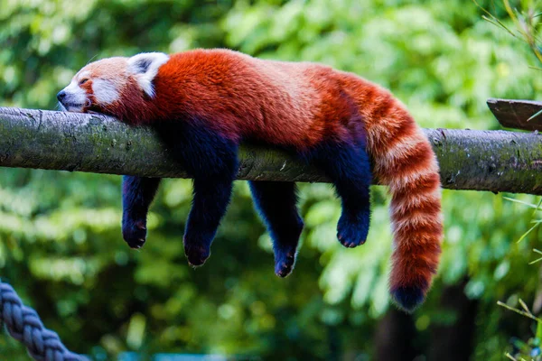 Red Panda Relaxing Branch Tree — Stock Photo, Image