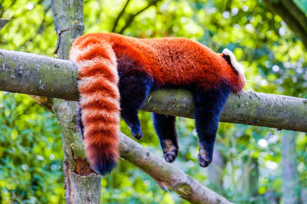 stock image Red panda relaxing on branch on tree