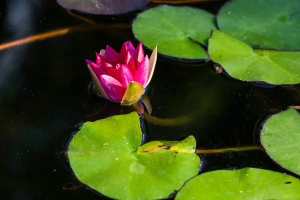 Blossom Water Lily Lotus Green Leaves Pond Local Park — Stock Photo, Image