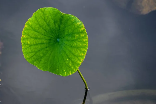 Kwiat Lilii Wodnej Lotos Zielonymi Liśćmi Stawie Miejscowym Parku — Zdjęcie stockowe