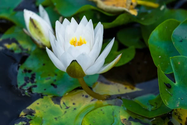 Blossom Water Lily Lotus Green Leaves Pond Local Park — Stock Photo, Image