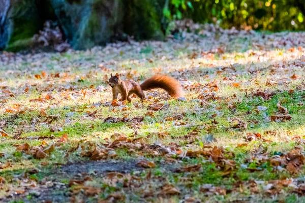 Niedlichen Roten Eichhörnchen Spielen Park Tiere — Stockfoto
