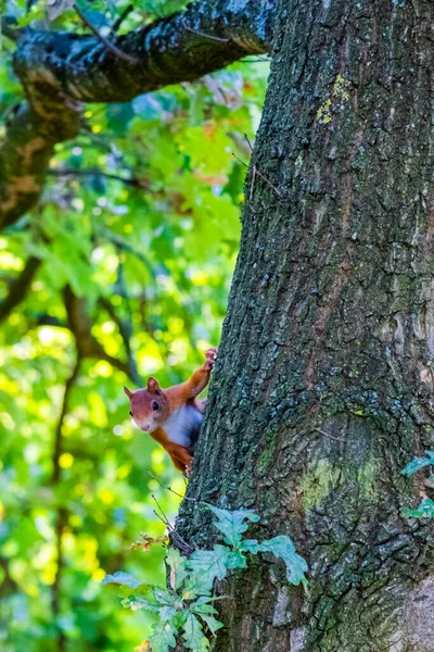 Милая Красная Белка Играет Парке Животные — стоковое фото
