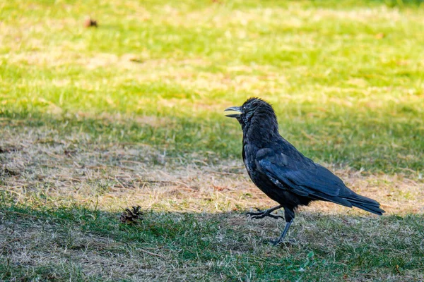 Corbeau Noir Sur Herbe Oiseaux Dans Parc — Photo