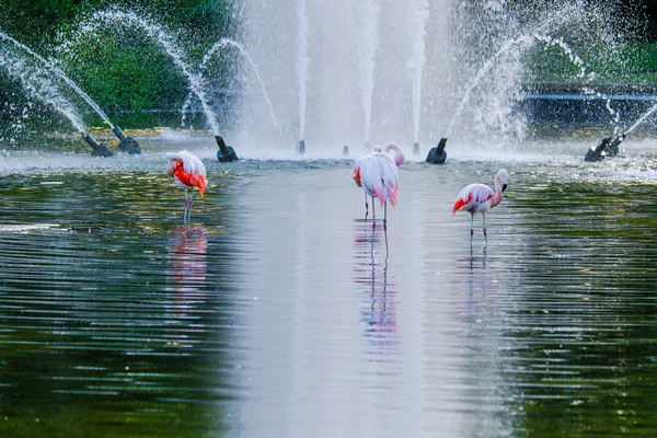 Χαριτωμένο Ροζ Φλαμίνγκο Στο Νερό Στο Πάρκο — Φωτογραφία Αρχείου