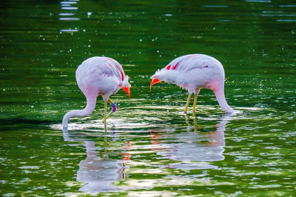 Söta Rosa Flamingos Vattnet Parken — Stockfoto