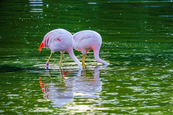 Niedliche Rosa Flamingos Wasser Park — Stockfoto