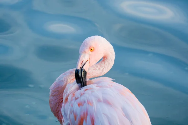 Aranyos Rózsaszín Flamingók Víz Parkban — Stock Fotó