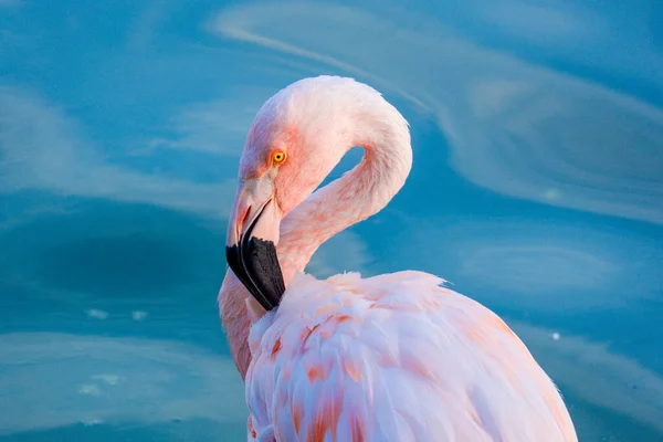 Flamingo Merah Muda Lucu Dalam Air Taman — Stok Foto