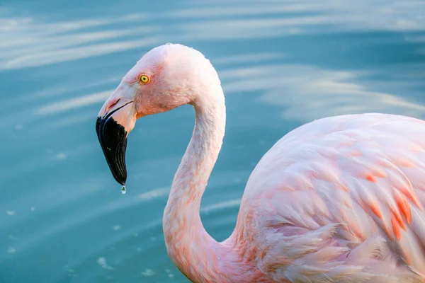 Schattig Roze Flamingo Het Water Het Park — Stockfoto