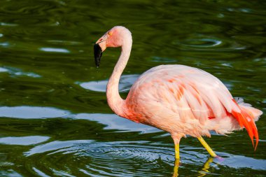 Parktaki suda tatlı pembe flamingolar