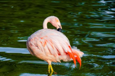 Parktaki suda tatlı pembe flamingolar