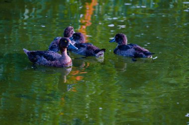 Küçük gölde yüzen vahşi ördek