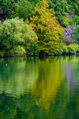 Parkta sonbahar, renkli ağaç yaprakları. sonbahar manzarası.
