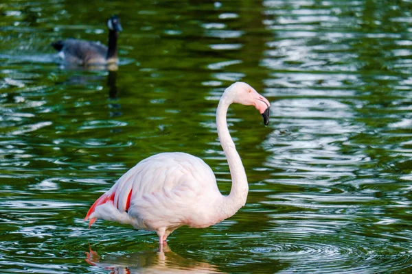 Parktaki Suda Tatlı Pembe Flamingolar — Stok fotoğraf
