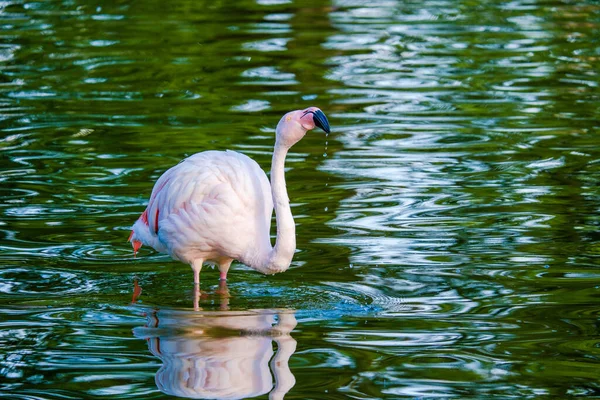 Söta Rosa Flamingos Vattnet Parken — Stockfoto