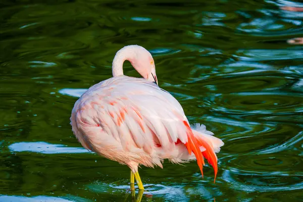 Cute Pink Flamingos Water Park — Stock Photo, Image