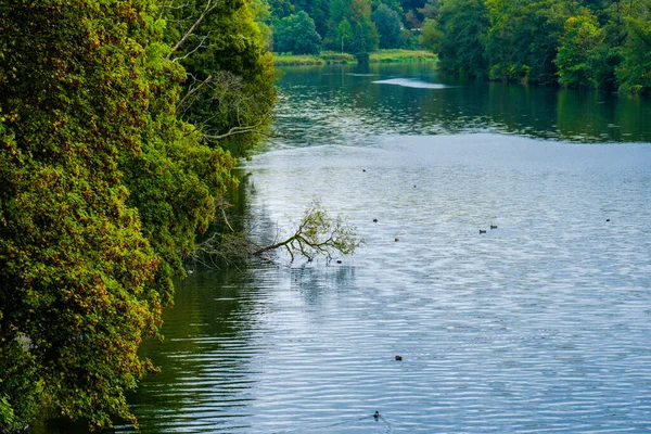 Fallen Tree Water River Nature Scenery — Stock Photo, Image