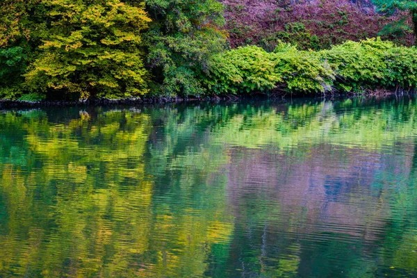 Outono Parque Folhas Árvore Coloridas Cenário Queda — Fotografia de Stock