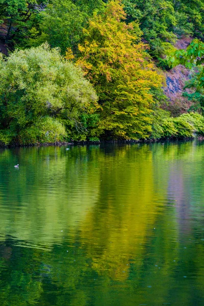 stock image autumn in park, colorful tree leaves. fall scenery.