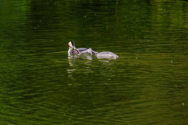 Harika ibikli grebe. Su kuşu. Doğal nehir.