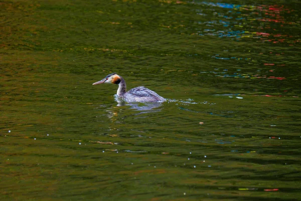 Velký Hřebenatý Grebe Water Pták Přírodní Řeka — Stock fotografie