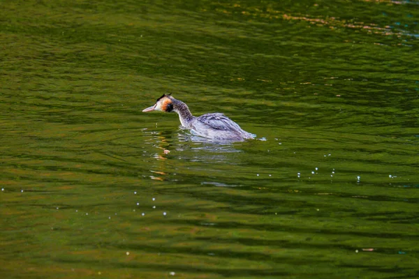 Haubentaucher Wasservogel Natürlicher Fluss — Stockfoto